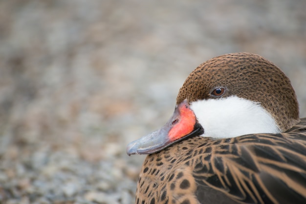 Ritratto Cape Teal.