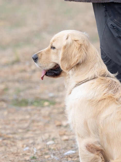 Ritratto capo del cane di razza Golden Retriever accanto al suo proprietario