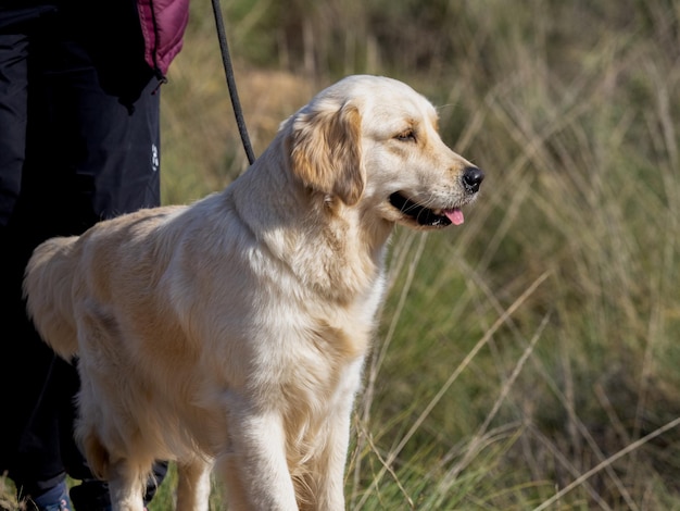 Ritratto capo del cane di razza Golden Retriever accanto al suo proprietario