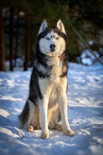 Ritratto carino cane husky nella soleggiata foresta di evining