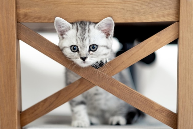 Ritratto carino poco divertente a strisce scozzese piega grigio gattino gatto seduto su una sedia a casa gatti vita