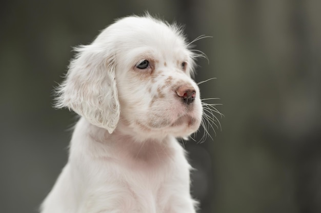 Ritratto closeup setter inglese giovane cane