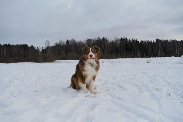 Ritratto creativo a lunghezza intera di cane a grandangolo Il pastore australiano marrone si siede nella neve