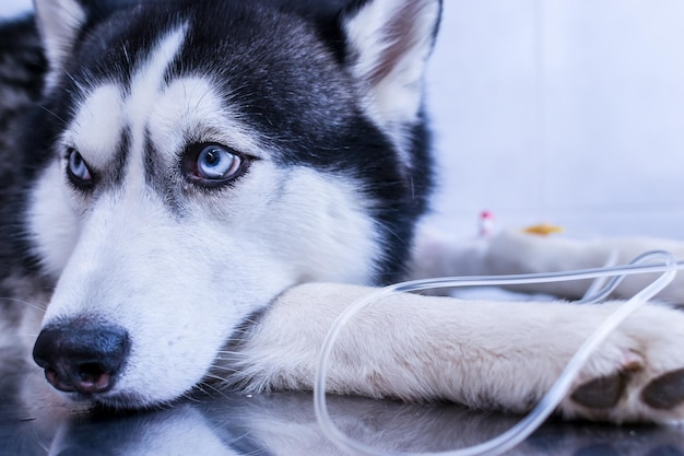 Ritratto Cute cane husky giace con contagocce nella sua zampa in clinica veterinaria Primo piano