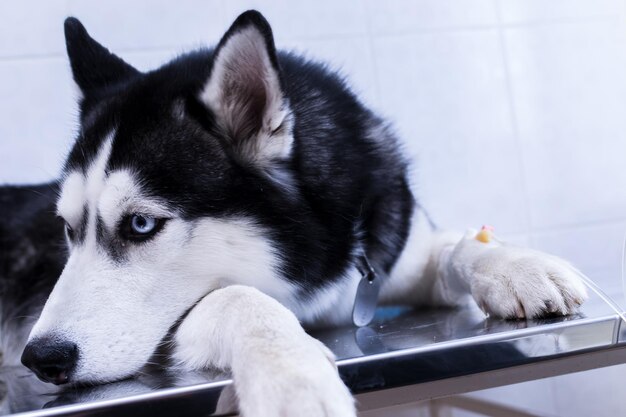 Ritratto Cute cane husky giace con contagocce nella sua zampa in clinica veterinaria