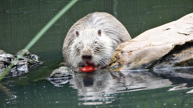 Ritratto da vicino di un animale in acqua