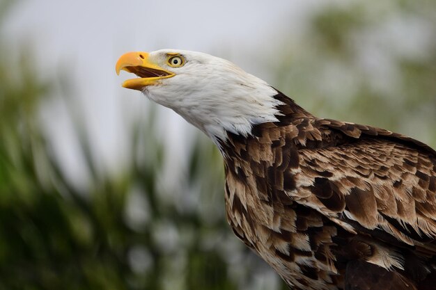 Ritratto da vicino di un'aquila calva