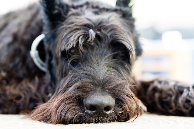 Ritratto da vicino di un cane sdraiato