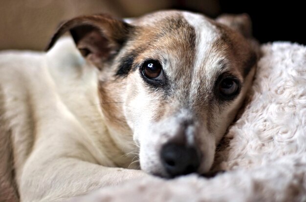 Ritratto da vicino di un cane sdraiato