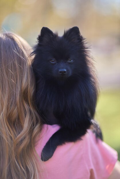 ritratto da vicino di un cane spitz nero