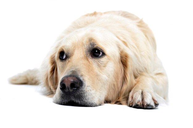 Ritratto da vicino di un cane su sfondo bianco