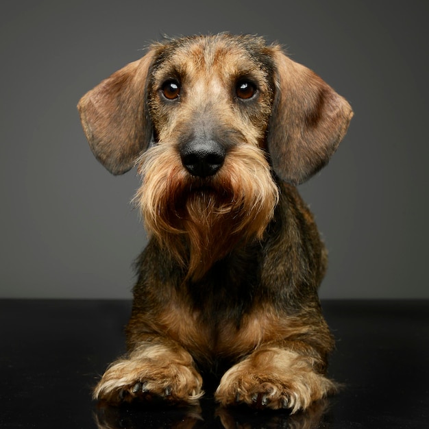 Ritratto da vicino di un cane su uno sfondo grigio