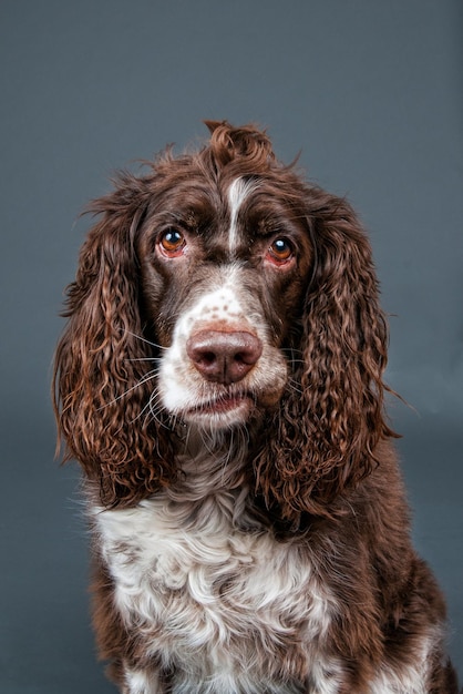 Ritratto da vicino di un cane su uno sfondo grigio