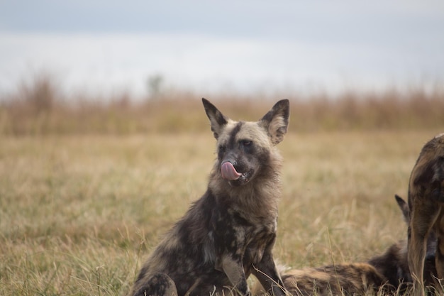 Ritratto da vicino di un cane sul campo