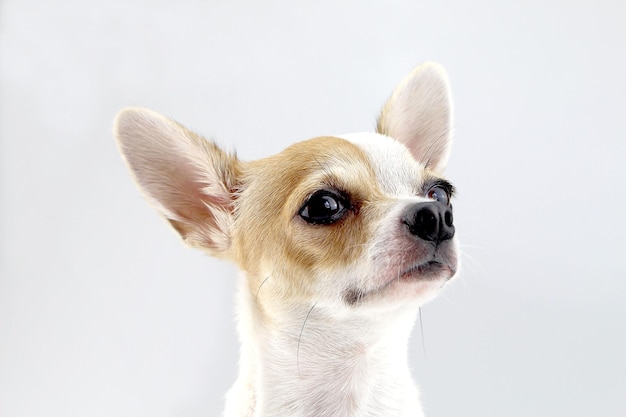 Ritratto da vicino di un cane sullo sfondo bianco