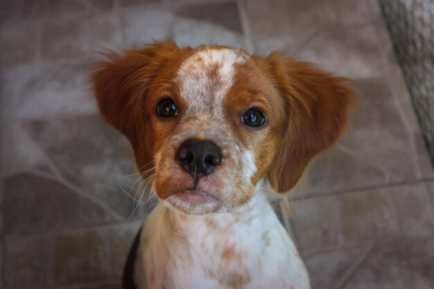 Ritratto da vicino di un cucciolo di brittany spaniel