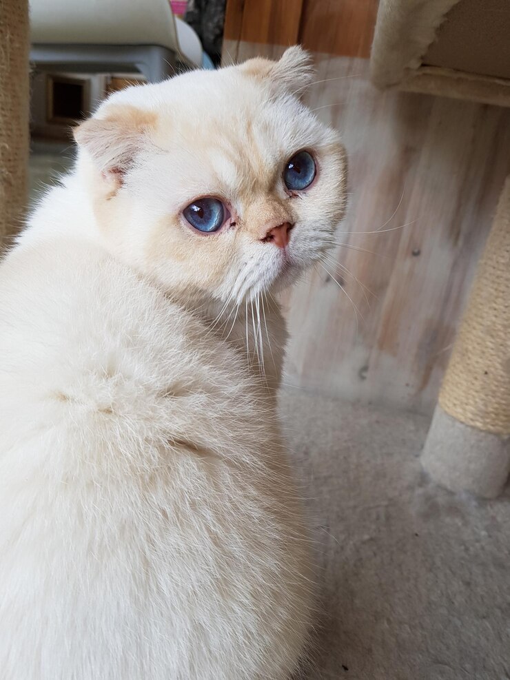 Foto ritratto da vicino di un gatto a casa