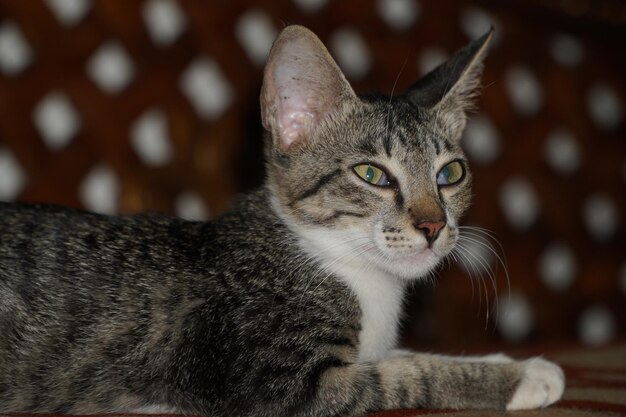 Ritratto da vicino di un gatto che guarda da un'altra parte