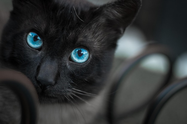Ritratto da vicino di un gatto con gli occhi blu