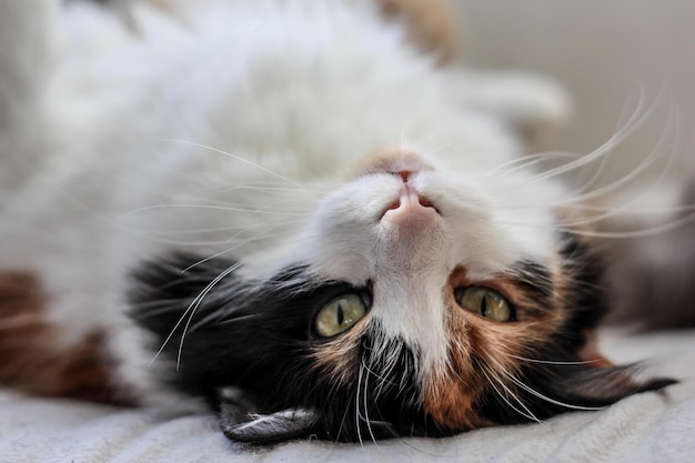 Ritratto da vicino di un gatto sdraiato sulla schiena