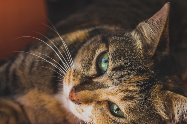Ritratto da vicino di un gatto sdraiato