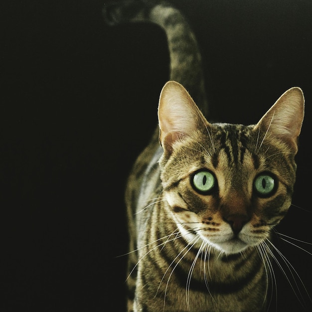 Ritratto da vicino di un gatto sullo sfondo nero