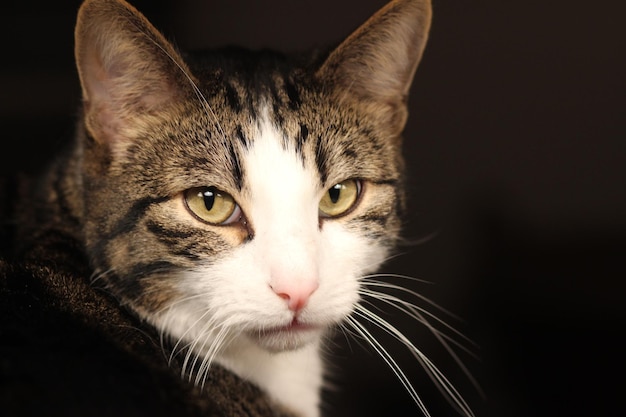 Ritratto da vicino di un gatto sullo sfondo nero