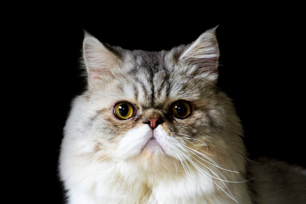 Ritratto da vicino di un gatto sullo sfondo nero