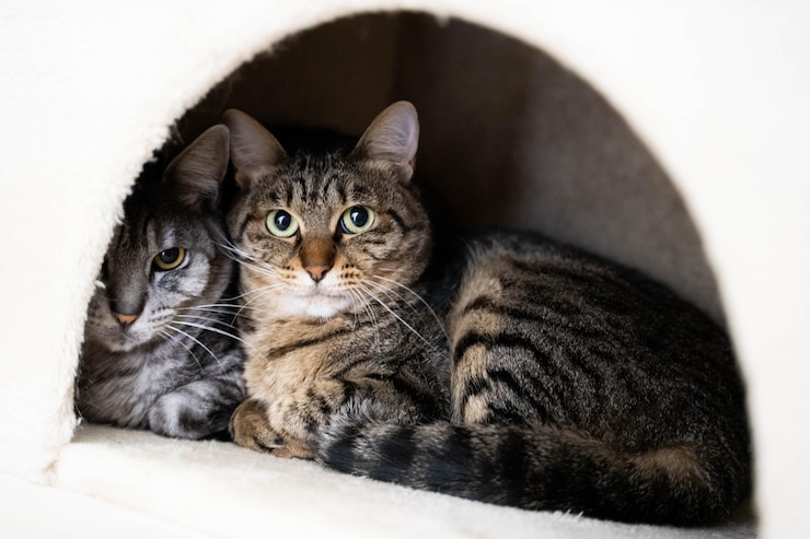 Foto ritratto da vicino di un gatto tabby sullo sfondo bianco