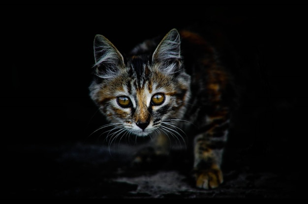 Ritratto da vicino di un gatto tabby sullo sfondo nero