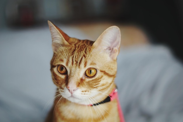Ritratto da vicino di un gatto tabby