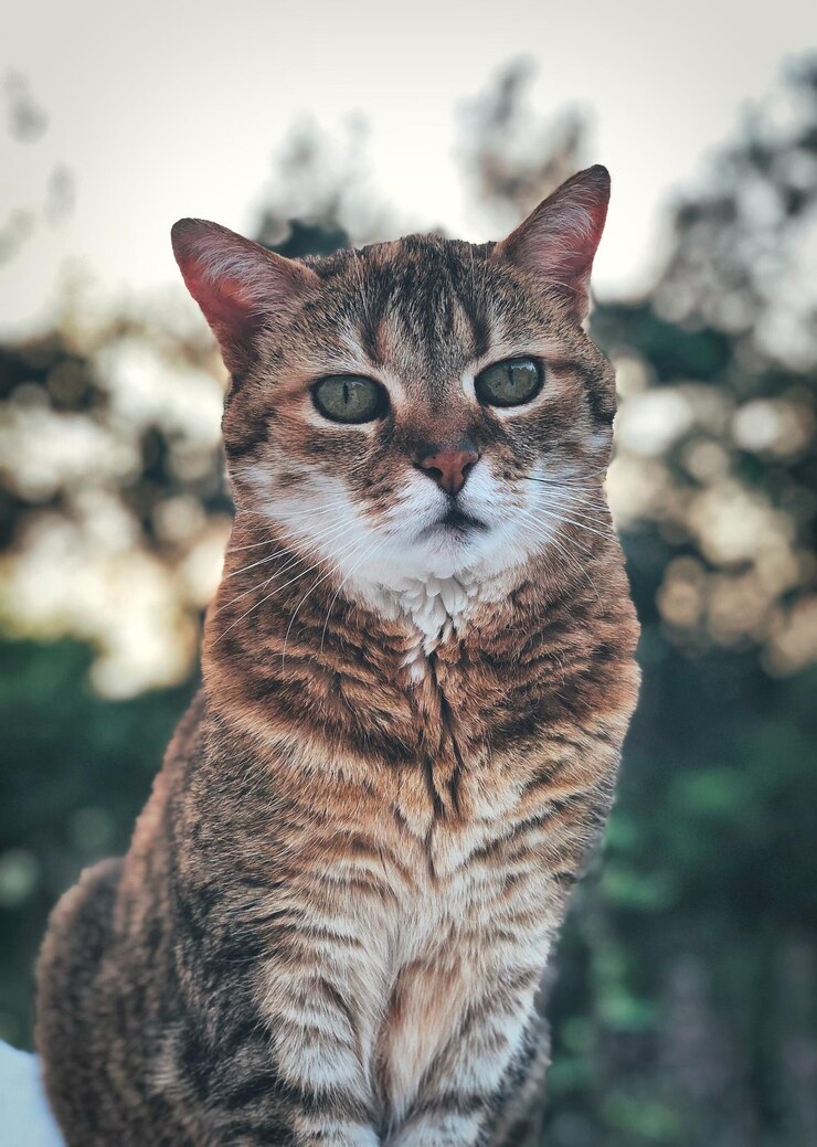 Foto ritratto da vicino di un gatto tabby