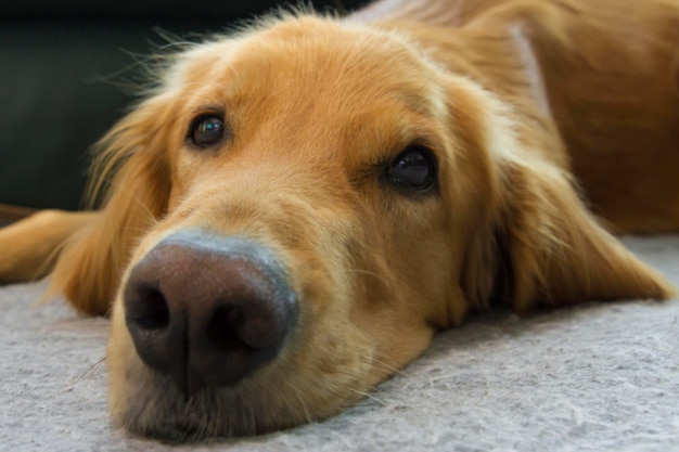 Ritratto da vicino di un golden retriever