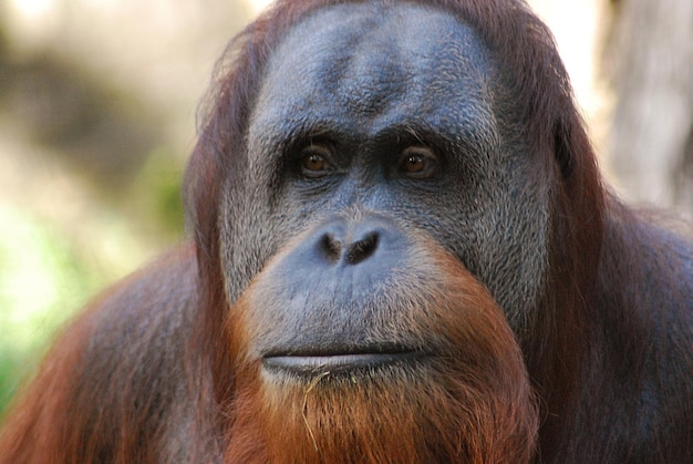 Ritratto da vicino di un gorilla sullo sfondo sfocato