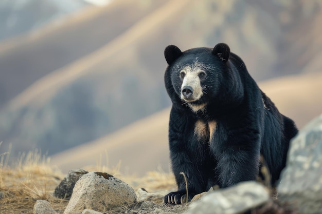 Ritratto da vicino di un orso Tian Shan con gli artigli bianchi nel suo habitat naturale