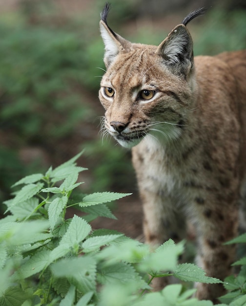 Ritratto da vicino di una lince eurasiatica Lynx lynxxA