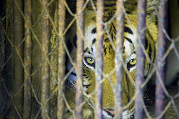 Ritratto da vicino di una tigre intrappolata in una gabbia