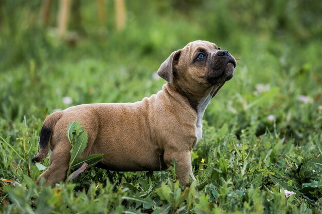 Ritratto del bulldog americano sull'erba verde.