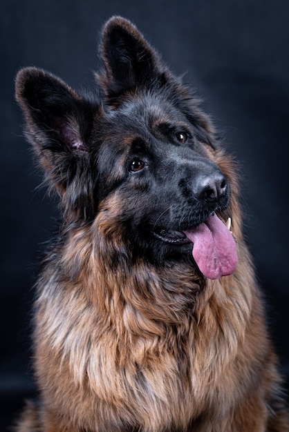 ritratto del cane a pelo lungo pastore tedesco