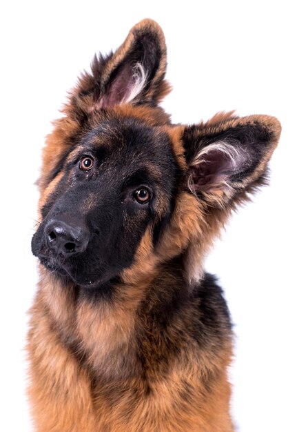 ritratto del cane a pelo lungo pastore tedesco