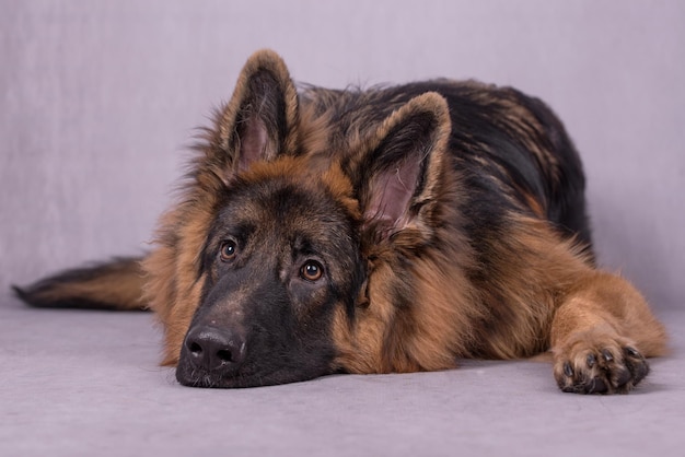 ritratto del cane a pelo lungo pastore tedesco