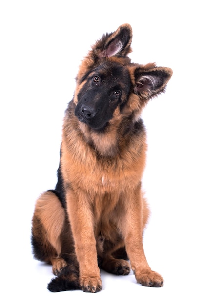 ritratto del cane a pelo lungo pastore tedesco