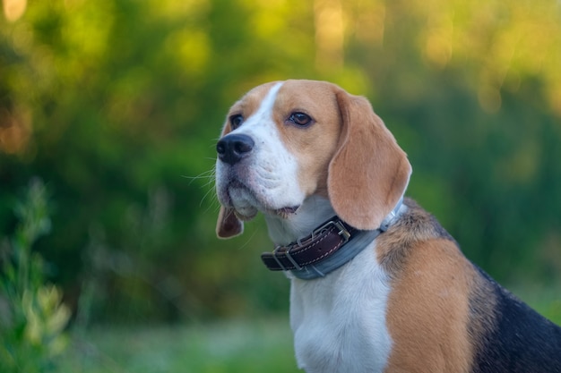 Ritratto del cane Beagle nel parco