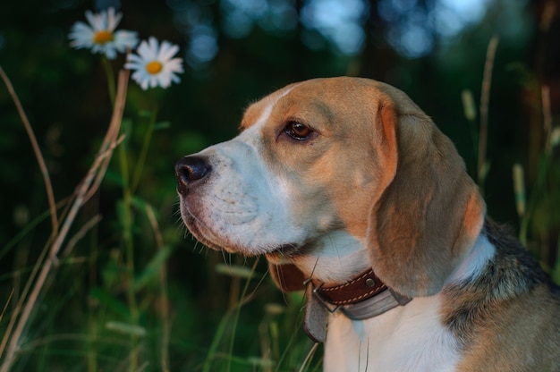 Ritratto del cane Beagle nell'erba verde