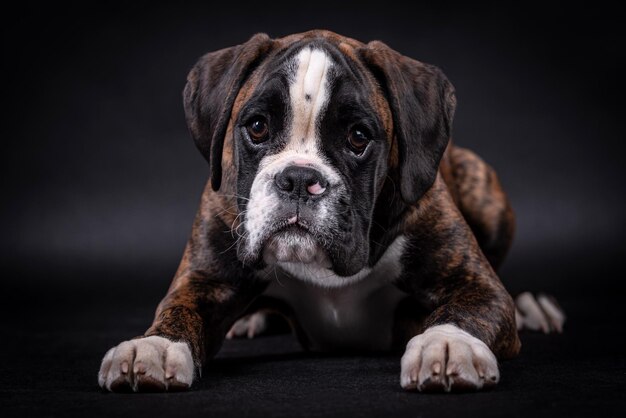 ritratto del cane boxer