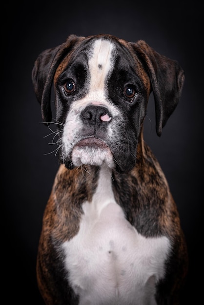 ritratto del cane boxer