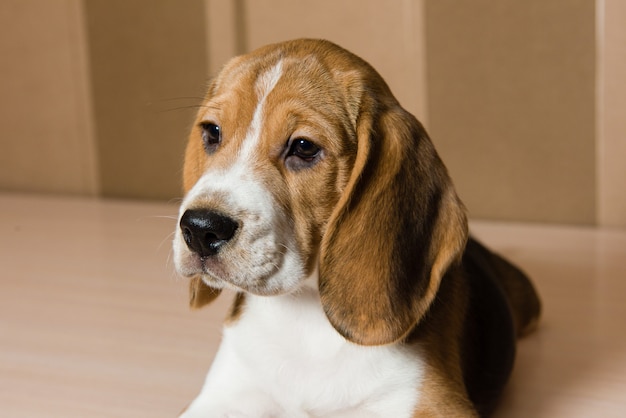 Ritratto del cane da lepre serio e bello