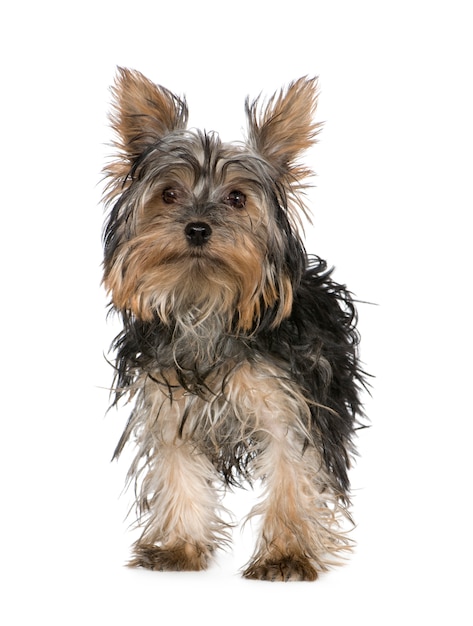 Ritratto del cane dell'Yorkshire terrier isolato