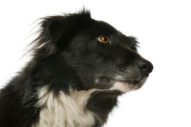 Ritratto del cane di border collie isolato