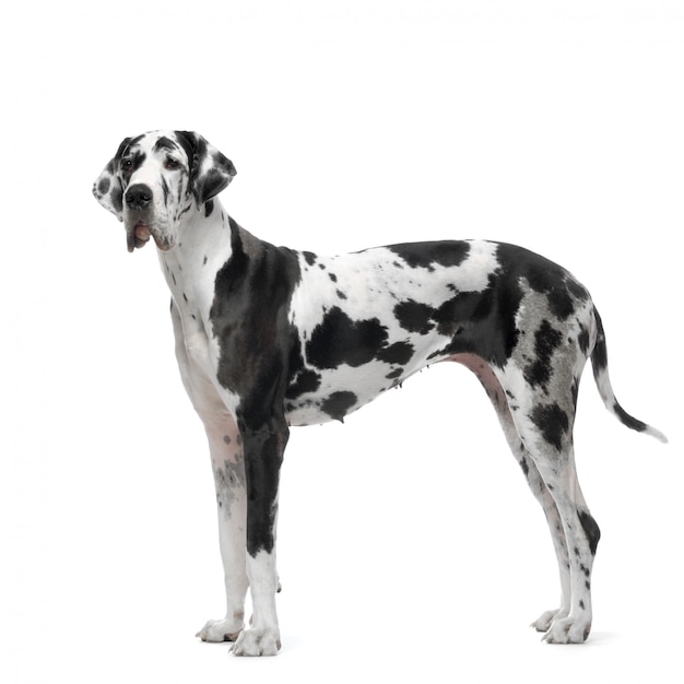 Ritratto del cane di great dane harlequin isolato